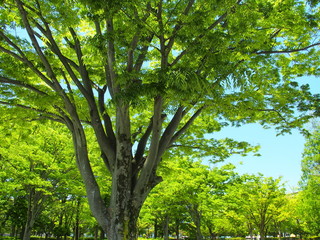 新緑の欅の大木と青空