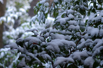 雪をかぶった朝の草木