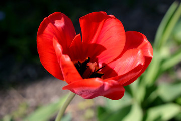 Fototapeta premium Close-up on one big red flower tulip. Blur effect