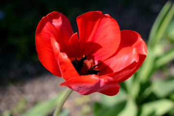 Close-up on one big red flower tulip. Blur effect
