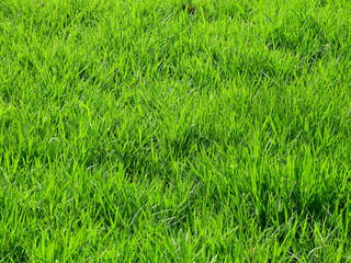 Obraz premium green grass lawn texture
