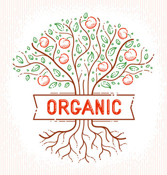 Beautiful apple fruit tree natural organic farm food vector logo or emblem, linear style drawing.