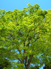 新緑の欅の大木と青空