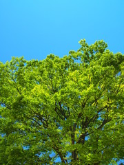 新緑の欅の大木と青空