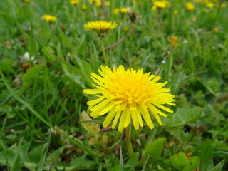 Gelbe Blume als Macro im Fr&uuml;hling 