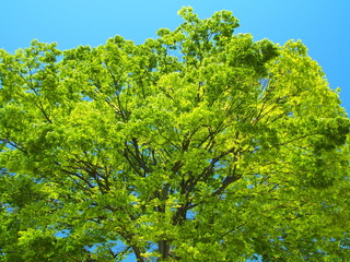 新緑の欅の大木と青空