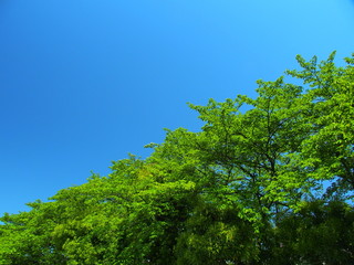 桜並木と青空