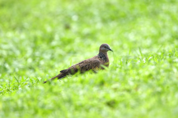 gray-haired turtle bird on the back and wings, with a little black hue on his shoulder
