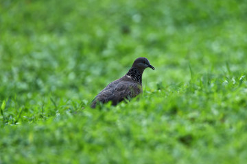 gray-haired turtle bird on the back and wings, with a little black hue on his shoulder