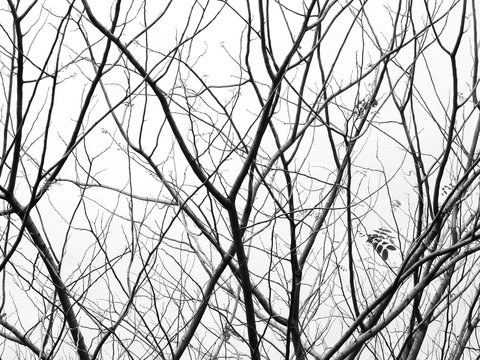 branch of tree silhouette on white background