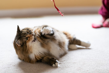 Playful angry maine coon cat playing with red string toy in living room home on carpet floor with one paw in motion and open mouth