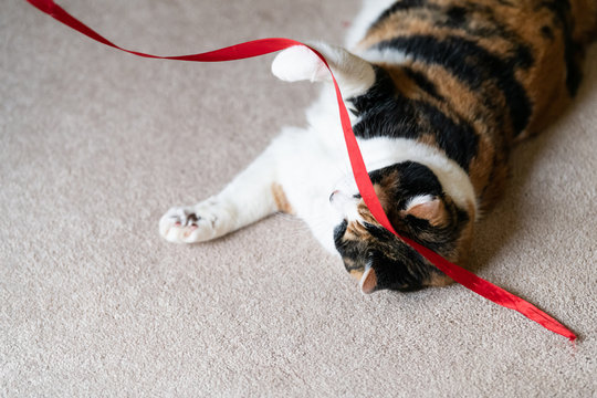 Closeup of playful calico cat lying on back playing with red string in living room on carpet floor catching it with paws in motion - Powered by Adobe