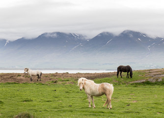Horses on Iceland in the mountains