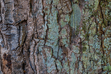 Alter Baum mit Rinde - Textur