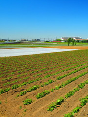 初夏の近郊の枝豆畑風景