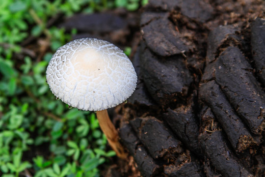 White mushroom on horse manure, Guarico, Venezuela