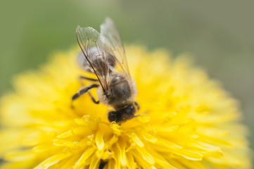 close up of bee collecting honey on a yellow flower dandelion against soft defocused green background.