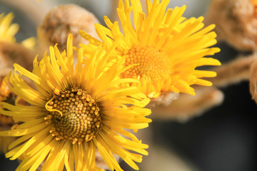Frailejon Flower, typical plant of the Venezuelan Andes, Mérida, Venezuela