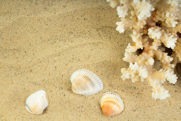 Fototapeta na wymiar sea sand starfish, coral and pebbles as background. Concept of rest. Top view.