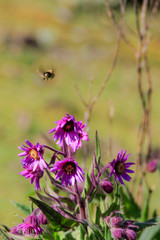 Flying bee at purple flowers, Mérida, Venezuela