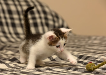 small playful brown with a white kitten and a toy mouse