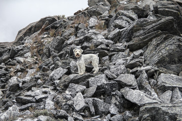 Schnauzer dog climbing stones, Mérida, Venezuela