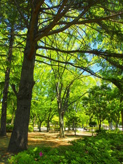 ヒマラヤスギのある初夏の新緑の公園風景
