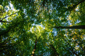 green leaves of tree