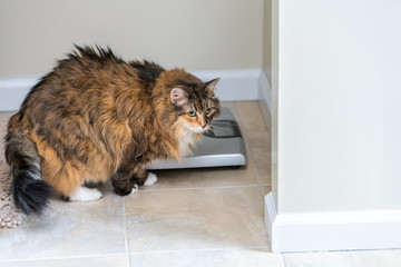 Calico maine coon cat walking in bathroom room in house by weight scale with overweight obese fat feline