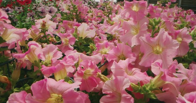 Slow motion alternative angle shot of fresh colorful flowers in a greenhouse in a sunny day.
