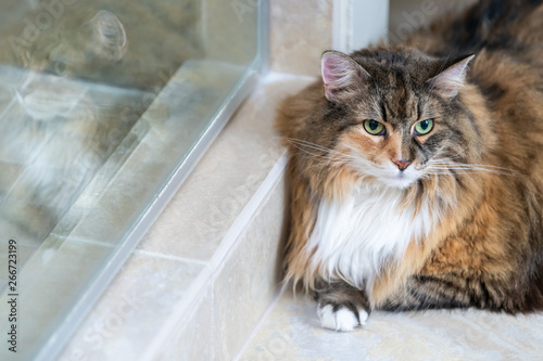 Calico Maine Coon Cat Face Closeup Resting Leaning On Shower Glass