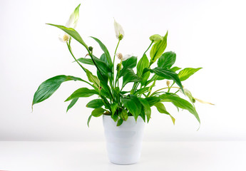 Spathiphyllum Houseplant with white background