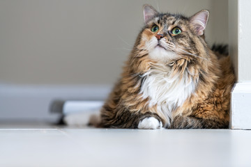 Calico maine coon cat lying down looking up in bathroom room in house by weight scale with neck ruff © Andriy Blokhin