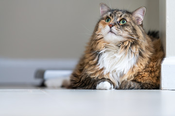 Calico maine coon cat lying down looking up in bathroom room in house by weight scale with neck ruff