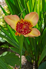 The exotic flowering Tigridia canariensis in close up