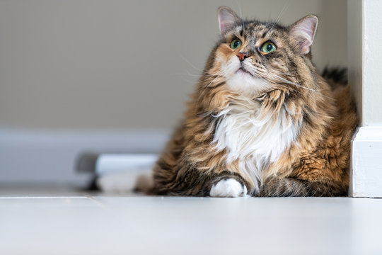 Calico maine coon cat lying down looking up in bathroom room in house by weight scale with neck ruff