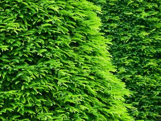 green leaf of bush in garden