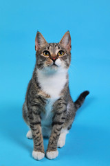 Studio shot of a gray and white striped cat sitting on blue background