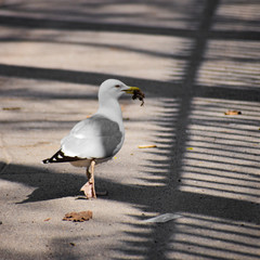 Seagull with garbage in its beak on asphalt