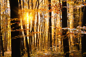 Autumn treetops in fall forest. Sky and sunlight through the autumn tree branches. Copy space