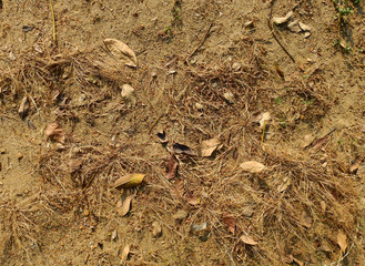 ground with grass and leaf in the summer
