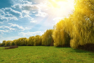 Spring weeping willow trees with sunlight rays in park. Spring background. Copy space