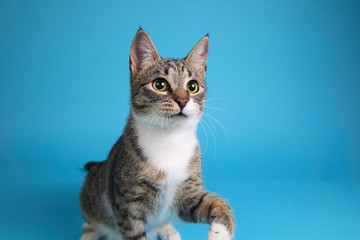 Obraz premium Studio shot of a gray and white striped cat sitting on blue background