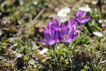 Krokusse lila orange auf einer Blumenwiese im Frühling.