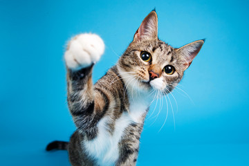 Studio shot of a gray and white striped cat sitting on blue background - Powered by Adobe