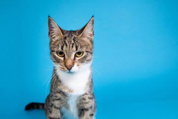 Obraz premium Studio shot of a gray and white striped cat sitting on blue background