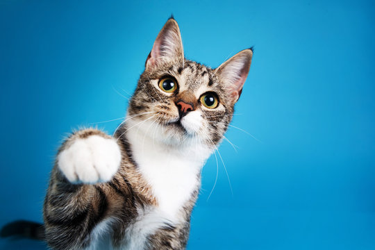Studio shot of a gray and white striped cat sitting on blue background