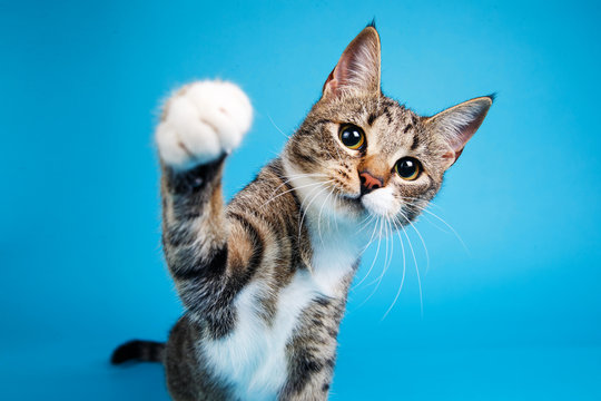 Studio shot of a gray and white striped cat sitting on blue background