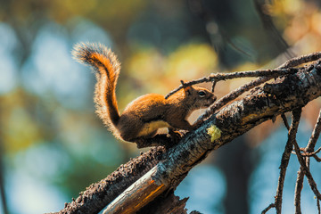 Squirrel on tree