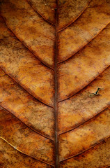 dry brown leaf tetxure
